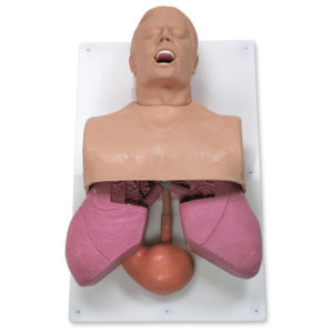 Manikin, Simulaids Adult Airway Management Trainer