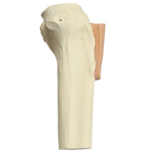 IO Bone, Tibia with Skin Patch, Proximal