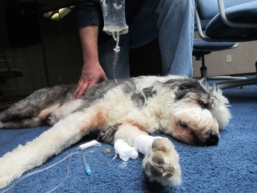 IV Solution Revitalizes Pup ivsolutionforanimals0 1