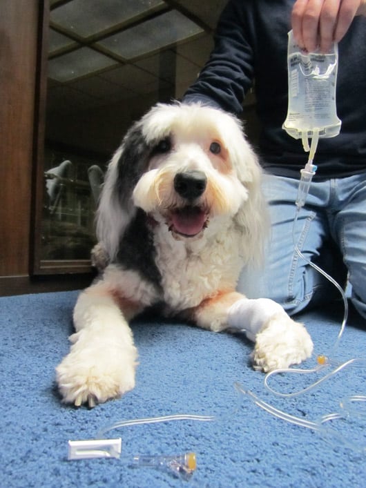 Moose the Old English sheepdog Moose the Old English sheepdog