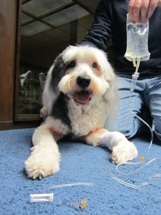 Moose the Old English sheepdog