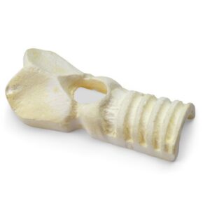 Manikin, Nasco, Replacement Trachea for Cricothrotomy Simulator,